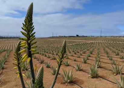 Cultivo de Aloe vera en campo