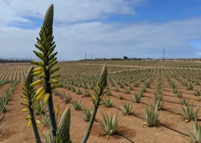 Plantas de Aloe vera cultivadas