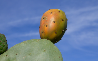 Fruto de nopal sobre una penca