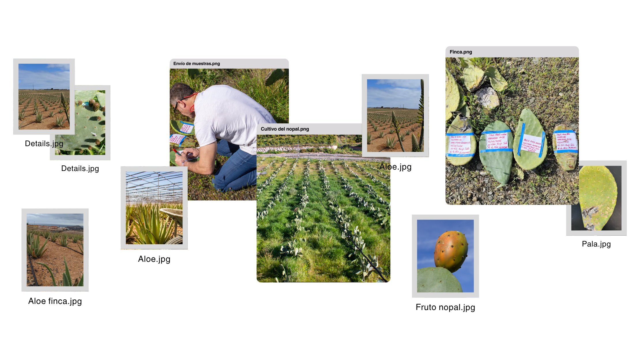 Collage de cultivos, muestreo y subproductos de Aloe vera y nopal